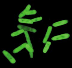 ▲ 녹색 형광 단백질 합성 DNA에 인공 염기 두 가지를 추가한 대장균이 형광을 내는 모습. 새로 만들어진 형광 단백질에는 자연에 없는 새로운 아미노산이 포함돼 있었다. /미 스크립스연구소