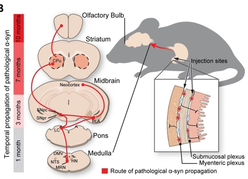 파킨슨병 원인 단백질, 신경 타고 장에서 뇌로 이동